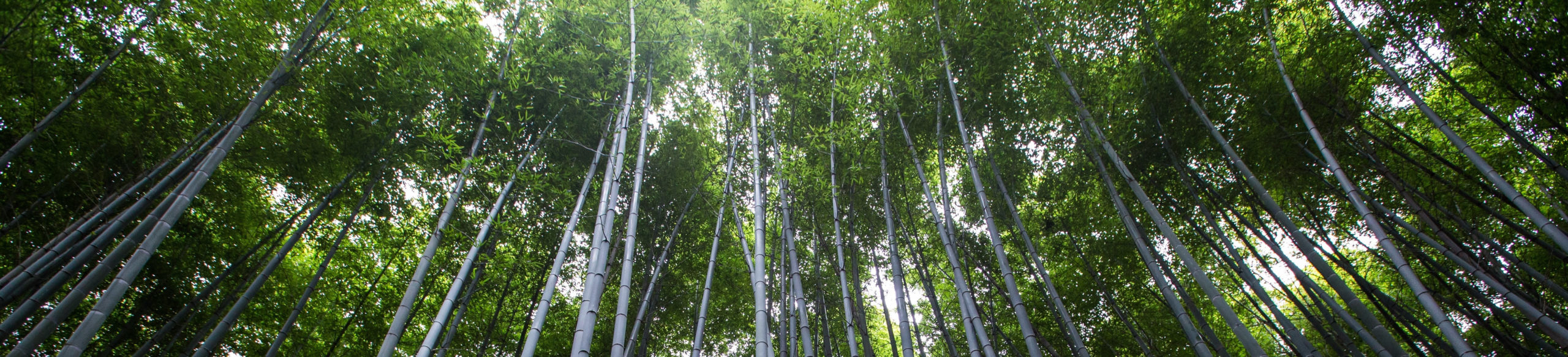 Photo: Bamboo Plants from below