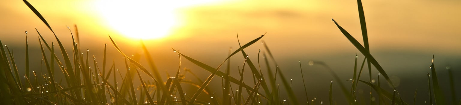 Image: Sunrise with grass in the morning dew